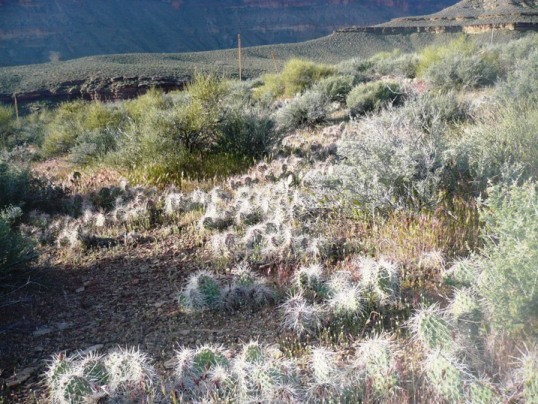 Mile 7, 7:25 a.m. - Cactus Patch.  When I lost the trail, I would have to hop through this stuff to get back on the trail