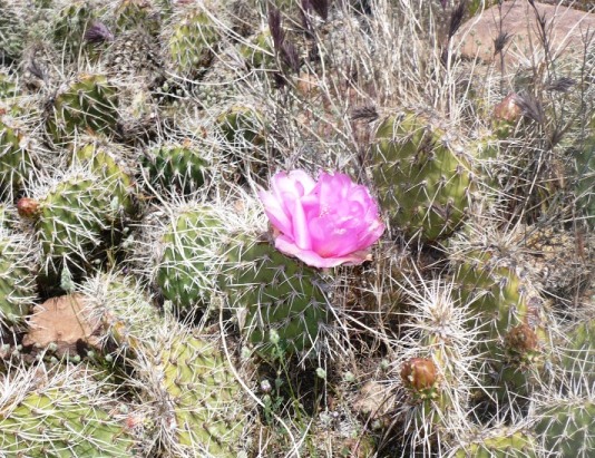 Mile 18.8, 12:48 p.m. - Blooming Cactus.  It looks like in a week the whole desert will be blooming